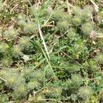 Trifolium cherleri Blad