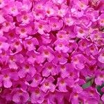 Buddleja japonica Flors