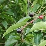 Prunus serotina Meyve