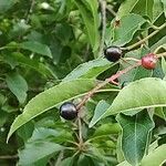 Prunus serotina Fruit