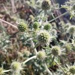 Eryngium campestreПлід