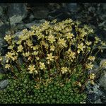 Saxifraga bronchialis Hábito