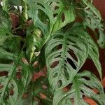 Monstera obliqua Лист