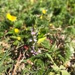 Lythrum hyssopifolia Foglia