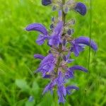 Salvia pratensis花