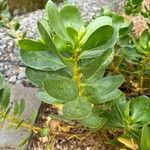 Scaevola plumieri Leaf