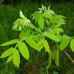 Juglans mandshurica Feuille