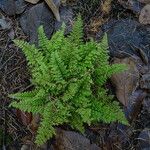 Polystichum setiferum Συνήθη χαρακτηριστικά