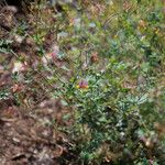Corydalis sempervirens 葉