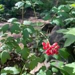 Actaea rubra Fruchs