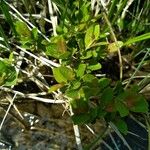 Salix repens Leaf