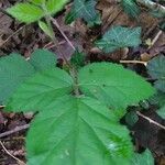 Rubus nigricans Leaf