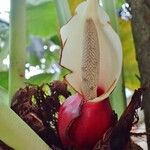 Philodendron fragrantissimum आदत