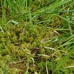 Carex chordorrhiza 形態