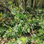 Berberis aquifolium Habitus