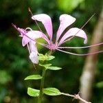 Cleome spinosaফুল