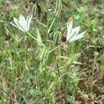 Ornithogalum narbonense Flower