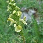 Pedicularis ascendens Flower