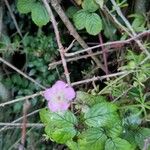 Rubus ulmifoliusЦвят