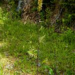 Pedicularis bracteosa Celota