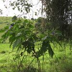 Solanum crinitum Habitus