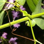 Cydista heterophylla Цвят