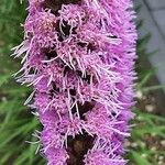 Liatris spicata Λουλούδι
