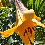 Lilium regale പുഷ്പം