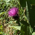 Centaurea decipiens 花