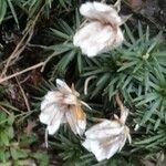 Armeria filicaulis Flower