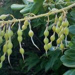 Sophora tomentosa Fruit