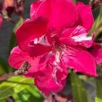 Nerium oleander Blomma