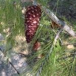 Pinus halepensis Fruto