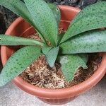 Gasteria excelsa Hostoa