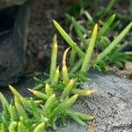 Spergularia rupicola Bark