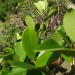 Clusia orthoneura Hoja