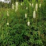 Sanguisorba canadensis Elinympäristö