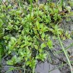 Ludwigia palustris Yaprak