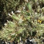 Echium italicum Bleunienn