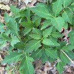 Ligusticum canadense Foglia