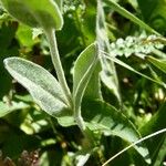 Lychnis flos-jovis Leaf