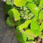 Hydrocotyle verticillata Лист