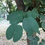 Bauhinia purpurea葉