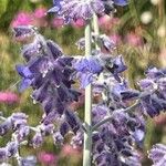 Salvia abrotanoides Λουλούδι