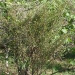 Fernelia buxifolia Hàbitat
