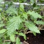 Stachytarpheta indica Feuille