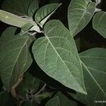Datura wrightii Leaf