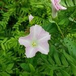 Calystegia sepium Квітка