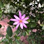 Grewia occidentalis Flower