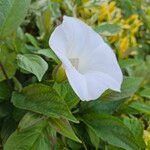 Calystegia silvatica Flower